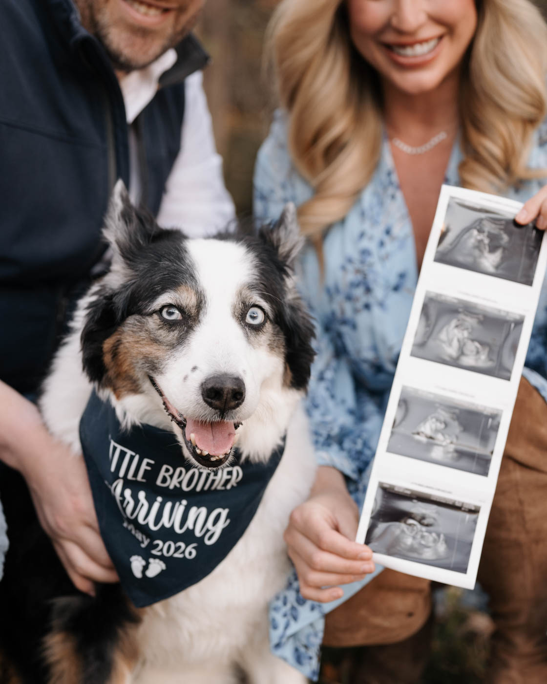 Dog Wearing A Bandana And Sitting Beside Pregnancy Ultrasound Photos During An Outdoor Portrait Session